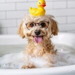 CURSO DE CÃOBELEIREIRO (banho e tosa canina)
